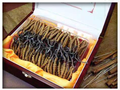 农安冬虫夏草回收